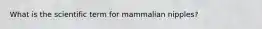 What is the scientific term for mammalian nipples?