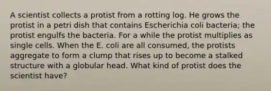 A scientist collects a protist from a rotting log. He grows the protist in a petri dish that contains Escherichia coli bacteria; the protist engulfs the bacteria. For a while the protist multiplies as single cells. When the E. coli are all consumed, the protists aggregate to form a clump that rises up to become a stalked structure with a globular head. What kind of protist does the scientist have?