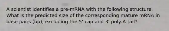 A scientist identifies a pre-mRNA with the following structure. What is the predicted size of the corresponding mature mRNA in base pairs (bp), excluding the 5' cap and 3' poly-A tail?