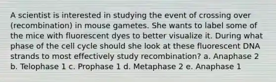 A scientist is interested in studying the event of crossing over (recombination) in mouse gametes. She wants to label some of the mice with fluorescent dyes to better visualize it. During what phase of the <a href='https://www.questionai.com/knowledge/keQNMM7c75-cell-cycle' class='anchor-knowledge'>cell cycle</a> should she look at these fluorescent DNA strands to most effectively study recombination? a. Anaphase 2 b. Telophase 1 c. Prophase 1 d. Metaphase 2 e. Anaphase 1