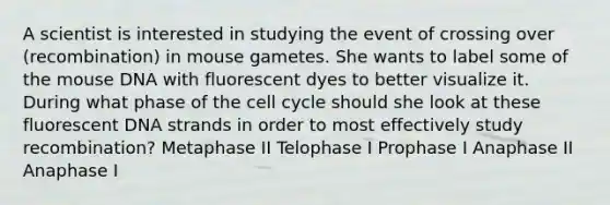 A scientist is interested in studying the event of crossing over (recombination) in mouse gametes. She wants to label some of the mouse DNA with fluorescent dyes to better visualize it. During what phase of the cell cycle should she look at these fluorescent DNA strands in order to most effectively study recombination? Metaphase II Telophase I Prophase I Anaphase II Anaphase I