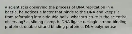 a scientist is observing the process of DNA replication in a beetle. he notices a factor that binds to the DNA and keeps it from reforming into a double helix. what structure is the scientist observing? a. sliding clamp b. DNA ligase c. single strand binding protein d. double strand binding protein e. DNA polymerase