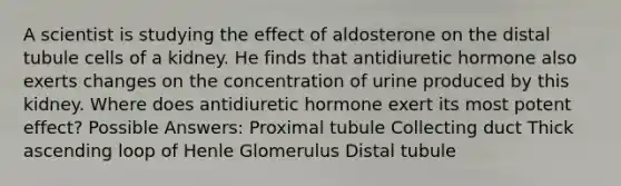 A scientist is studying the effect of aldosterone on the distal tubule cells of a kidney. He finds that antidiuretic hormone also exerts changes on the concentration of urine produced by this kidney. Where does antidiuretic hormone exert its most potent effect? Possible Answers: Proximal tubule Collecting duct Thick ascending loop of Henle Glomerulus Distal tubule