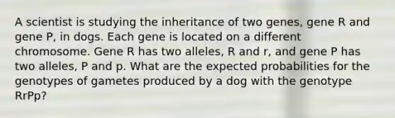 A scientist is studying the inheritance of two genes, gene R and gene P, in dogs. Each gene is located on a different chromosome. Gene R has two alleles, R and r, and gene P has two alleles, P and p. What are the expected probabilities for the genotypes of gametes produced by a dog with the genotype RrPp?