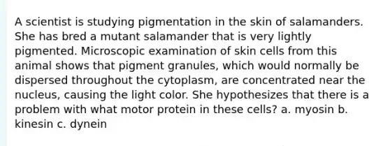 A scientist is studying pigmentation in the skin of salamanders. She has bred a mutant salamander that is very lightly pigmented. Microscopic examination of skin cells from this animal shows that pigment granules, which would normally be dispersed throughout the cytoplasm, are concentrated near the nucleus, causing the light color. She hypothesizes that there is a problem with what motor protein in these cells? a. myosin b. kinesin c. dynein