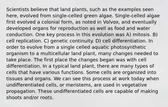 Scientists believe that land plants, such as the examples seen here, evolved from single-celled green algae. Single-celled algae first evolved a colonial form, as noted in Volvox, and eventually developed organs for reproduction as well as food and water conduction. One key process in this evolution was A) mitosis. B) cell replication. C) genetic continuity. D) cell differentiation. In order to evolve from a single celled aquatic photosynthetic organism to a multicellular land plant, many changes needed to take place. The first place the changes began was with cell differentiation. In a typical land plant, there are many types of cells that have various functions. Some cells are organized into tissues and organs. We can see this process at work today when undifferentiated cells, or meristems, are used in vegetative propagation. These undifferentiated cells are capable of making shoots and/or roots.