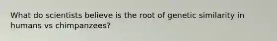 What do scientists believe is the root of genetic similarity in humans vs chimpanzees?