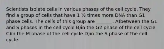 Scientists isolate cells in various phases of the cell cycle. They find a group of cells that have 1 ½ times more DNA than G1 phase cells. The cells of this group are _______. A)between the G1 and S phases in the cell cycle B)in the G2 phase of the cell cycle C)in the M phase of the cell cycle D)in the S phase of the cell cycle