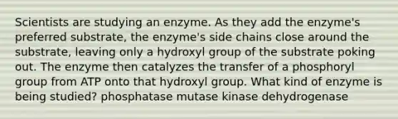 Scientists are studying an enzyme. As they add the enzyme's preferred substrate, the enzyme's side chains close around the substrate, leaving only a hydroxyl group of the substrate poking out. The enzyme then catalyzes the transfer of a phosphoryl group from ATP onto that hydroxyl group. What kind of enzyme is being studied? phosphatase mutase kinase dehydrogenase