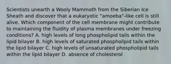 Scientists unearth a Wooly Mammoth from the Siberian Ice Sheath and discover that a eukaryotic "amoeba"-like cell is still alive. Which component of the cell membrane might contribute to maintaining the fluidity of plasma membranes under freezing conditions? A. high levels of long phospholipid tails within the lipid bilayer B. high levels of saturated phospholipid tails within the lipid bilayer C. high levels of unsaturated phospholipid tails within the lipid bilayer D. absence of cholesterol