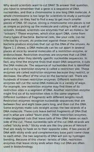 Why would scientists want to cut DNA? To answer that question, you have to remember that a gene is a sequence of DNA nucleotides, and that a chromosome is one long DNA molecule. A whole chromosome is too large for scientists to study a particular gene easily, so they had to find a way to get much smaller pieces of DNA. Of course, slicing a chromosome into pieces is not as simple as picking up the molecule and cutting it with a pair of scissors. Instead, scientists use enzymes that act as molecu- lar "scissors." These enzymes, which slice apart DNA, come from many types of bacteria. Bacterial cells, like your cells, can be infected by viruses. As protection against these invaders, bacteria produce enzymes that cut up the DNA of the viruses. As figure 1.1 shows, a DNA molecule can be cut apart in several places at once by several molecules of a restriction enzyme, or endonuclease. Restriction enzymes are enzymes that cut DNA molecules when they identify specific nucleotide sequences. In fact, any time the enzyme finds that exact DNA sequence, it cuts the DNA molecule. The sequence of nucleotides that is identified and cut by a restriction enzyme is called a restriction site. These enzymes are called restriction enzymes because they restrict, or decrease, the effect of the virus on the bacterial cell. There are hundreds of known restriction enzymes. Different restriction enzymes will cut the same DNA molecule in a variety of ways. For example, one restriction enzyme may find three of its restriction sites in a segment of DNA. Another restriction enzyme might find six of its restriction sites in the same segment. Different numbers of fragments with different lengths result. Restriction enzymes recognize nucleotide sequences that are between four and eight base pairs long, and then cut the DNA. Some enzymes make cuts straight across the two strands of a DNA molecule. These cuts leave behind fragments of DNA that end in what are called "blunt ends." Other restriction enzymes, make staggered cuts that leave tails of free DNA bases on each side of the cut. These nucleotide tails of the cut DNA strands are called "sticky ends." Sticky ends are like tiny pieces of Velcro® that are ready to hook on to their opposite sides. If two pieces of DNA with sticky ends and complementary base pairs come close to each other, the two segments of DNA will join by hydrogen bonding. Because of this charac- teristic of DNA, restriction enzymes that leave sticky ends when they cut DNA are often used in biotechnology.