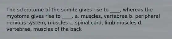 The sclerotome of the somite gives rise to ____, whereas the myotome gives rise to ____. a. muscles, vertebrae b. peripheral nervous system, muscles c. spinal cord, limb muscles d. vertebrae, muscles of the back