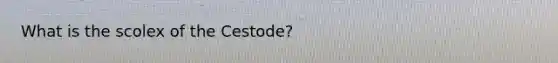 What is the scolex of the Cestode?