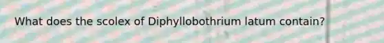 What does the scolex of Diphyllobothrium latum contain?