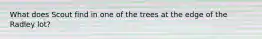 What does Scout find in one of the trees at the edge of the Radley lot?