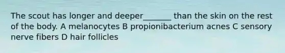 The scout has longer and deeper_______ than the skin on the rest of the body. A melanocytes B propionibacterium acnes C sensory nerve fibers D hair follicles