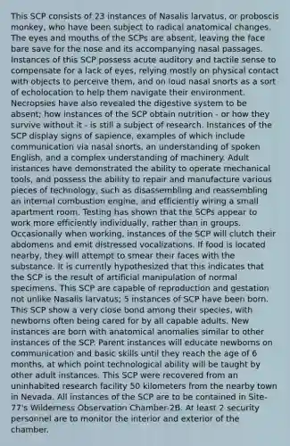 This SCP consists of 23 instances of Nasalis larvatus, or proboscis monkey, who have been subject to radical anatomical changes. The eyes and mouths of the SCPs are absent, leaving the face bare save for the nose and its accompanying nasal passages. Instances of this SCP possess acute auditory and tactile sense to compensate for a lack of eyes, relying mostly on physical contact with objects to perceive them, and on loud nasal snorts as a sort of echolocation to help them navigate their environment. Necropsies have also revealed the digestive system to be absent; how instances of the SCP obtain nutrition - or how they survive without it - is still a subject of research. Instances of the SCP display signs of sapience, examples of which include communication via nasal snorts, an understanding of spoken English, and a complex understanding of machinery. Adult instances have demonstrated the ability to operate mechanical tools, and possess the ability to repair and manufacture various pieces of technology, such as disassembling and reassembling an internal combustion engine, and efficiently wiring a small apartment room. Testing has shown that the SCPs appear to work more efficiently individually, rather than in groups. Occasionally when working, instances of the SCP will clutch their abdomens and emit distressed vocalizations. If food is located nearby, they will attempt to smear their faces with the substance. It is currently hypothesized that this indicates that the SCP is the result of artificial manipulation of normal specimens. This SCP are capable of reproduction and gestation not unlike Nasalis larvatus; 5 instances of SCP have been born. This SCP show a very close bond among their species, with newborns often being cared for by all capable adults. New instances are born with anatomical anomalies similar to other instances of the SCP. Parent instances will educate newborns on communication and basic skills until they reach the age of 6 months, at which point technological ability will be taught by other adult instances. This SCP were recovered from an uninhabited research facility 50 kilometers from the nearby town in Nevada. All instances of the SCP are to be contained in Site-77's Wilderness Observation Chamber-2B. At least 2 security personnel are to monitor the interior and exterior of the chamber.