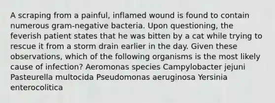 A scraping from a painful, inflamed wound is found to contain numerous gram-negative bacteria. Upon questioning, the feverish patient states that he was bitten by a cat while trying to rescue it from a storm drain earlier in the day. Given these observations, which of the following organisms is the most likely cause of infection? Aeromonas species Campylobacter jejuni Pasteurella multocida Pseudomonas aeruginosa Yersinia enterocolitica