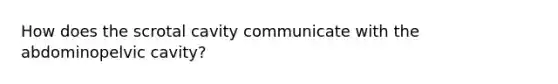 How does the scrotal cavity communicate with the abdominopelvic cavity?