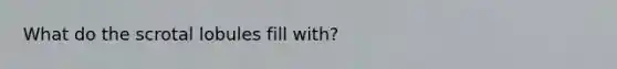 What do the scrotal lobules fill with?