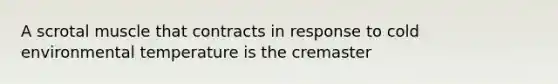 A scrotal muscle that contracts in response to cold environmental temperature is the cremaster