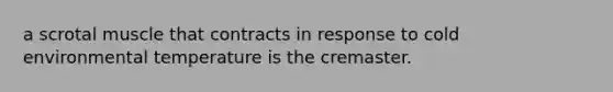 a scrotal muscle that contracts in response to cold environmental temperature is the cremaster.