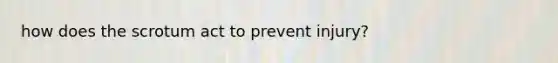 how does the scrotum act to prevent injury?