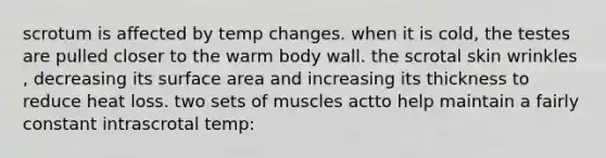 scrotum is affected by temp changes. when it is cold, the testes are pulled closer to the warm body wall. the scrotal skin wrinkles , decreasing its surface area and increasing its thickness to reduce heat loss. two sets of muscles actto help maintain a fairly constant intrascrotal temp: