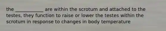 the ____________ are within the scrotum and attached to the testes, they function to raise or lower the testes within the scrotum in response to changes in body temperature