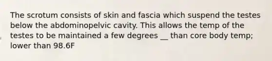 The scrotum consists of skin and fascia which suspend the testes below the abdominopelvic cavity. This allows the temp of the testes to be maintained a few degrees __ than core body temp; lower than 98.6F