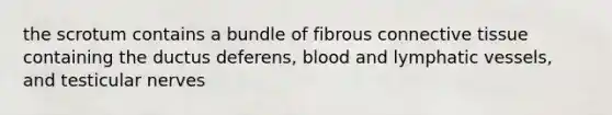 the scrotum contains a bundle of fibrous connective tissue containing the ductus deferens, blood and lymphatic vessels, and testicular nerves