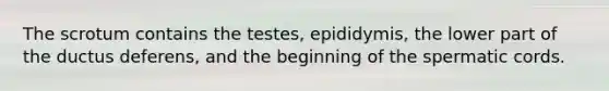 The scrotum contains the testes, epididymis, the lower part of the ductus deferens, and the beginning of the spermatic cords.