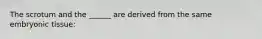 The scrotum and the ______ are derived from the same embryonic tissue:
