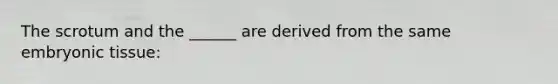 The scrotum and the ______ are derived from the same embryonic tissue: