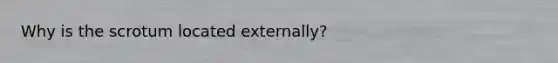 Why is the scrotum located externally?