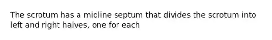 The scrotum has a midline septum that divides the scrotum into left and right halves, one for each