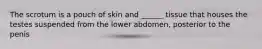 The scrotum is a pouch of skin and ______ tissue that houses the testes suspended from the lower abdomen, posterior to the penis