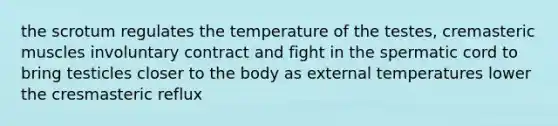 the scrotum regulates the temperature of the testes, cremasteric muscles involuntary contract and fight in the spermatic cord to bring testicles closer to the body as external temperatures lower the cresmasteric reflux