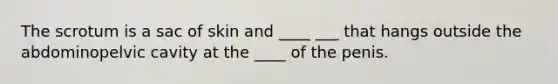 The scrotum is a sac of skin and ____ ___ that hangs outside the abdominopelvic cavity at the ____ of the penis.