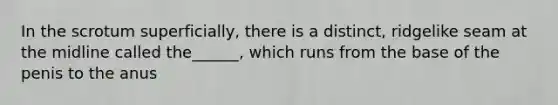 In the scrotum superficially, there is a distinct, ridgelike seam at the midline called the______, which runs from the base of the penis to the anus