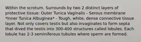 Within the scrotum. Surrounds by two 2 distinct layers of protective tissue: Outer Tunica Vaginalis - Serous membrane *Inner Tunica Albuginea* - Tough, white, dense connective tissue layer. Not only covers testis but also invaginates to form septa that dived the testis into 300-400 structures called lobules. Each lobule has 2-3 seminiferous tubules where sperm are formed.