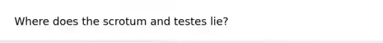 Where does the scrotum and testes lie?