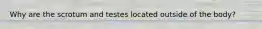 Why are the scrotum and testes located outside of the body?