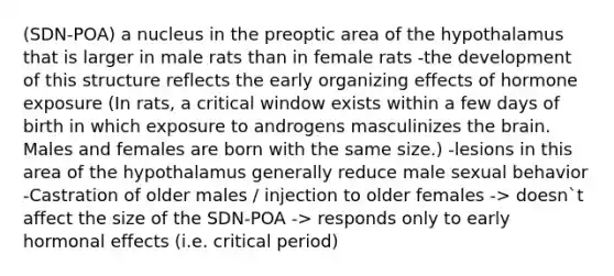 (SDN-POA) a nucleus in the preoptic area of the hypothalamus that is larger in male rats than in female rats -the development of this structure reflects the early organizing effects of hormone exposure (In rats, a critical window exists within a few days of birth in which exposure to androgens masculinizes the brain. Males and females are born with the same size.) -lesions in this area of the hypothalamus generally reduce male sexual behavior -Castration of older males / injection to older females -> doesn`t affect the size of the SDN-POA -> responds only to early hormonal effects (i.e. critical period)