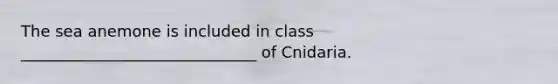 The sea anemone is included in class ______________________________ of Cnidaria.