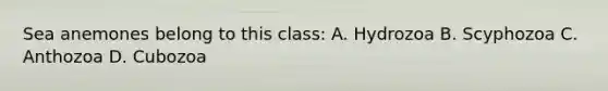 Sea anemones belong to this class: A. Hydrozoa B. Scyphozoa C. Anthozoa D. Cubozoa