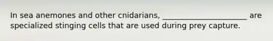 In sea anemones and other cnidarians, ______________________ are specialized stinging cells that are used during prey capture.