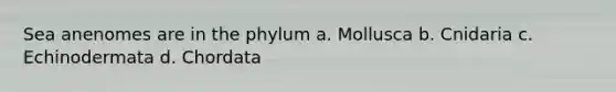 Sea anenomes are in the phylum a. Mollusca b. Cnidaria c. Echinodermata d. Chordata