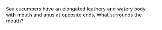 Sea cucumbers have an elongated leathery and watery body with mouth and anus at opposite ends. What surrounds <a href='https://www.questionai.com/knowledge/krBoWYDU6j-the-mouth' class='anchor-knowledge'>the mouth</a>?