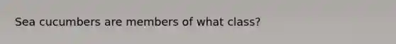 Sea cucumbers are members of what class?